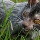 Image for article titled Humans create cat werewolves—and they're very cute and very spooky